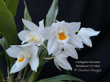 Coelogyne mooreana 'Brockhurst' FCC/RHS Fragrant!