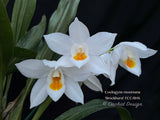 Coelogyne mooreana 'Brockhurst' FCC/RHS Fragrant!
