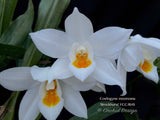 Coelogyne mooreana 'Brockhurst' FCC/RHS Fragrant!