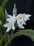 Coelogyne mooreana 'Brockhurst' FCC/RHS Fragrant!
