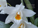 Coelogyne mooreana 'Brockhurst' FCC/RHS Fragrant!