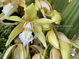 Coelogyne rochussenii  – Species, Floral fragrant