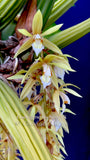 Coelogyne rochussenii  – Species, Floral fragrant