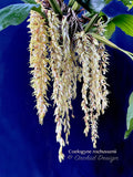 Coelogyne rochussenii  – Species, Floral fragrant