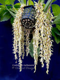 Coelogyne rochussenii  – Species, Floral fragrant