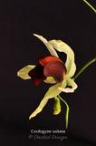 Coelogyne usitana – The "Bird in Flight" Orchid – Rare Species - Orchid Design