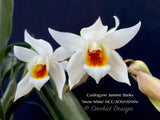 Fragrant Coelogyne Jannine Banks 'Snow White' HCC/AOS - Orchid Design