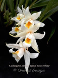 Fragrant Coelogyne Jannine Banks 'Snow White' HCC/AOS - Orchid Design