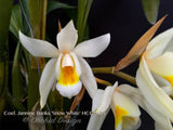 Fragrant Coelogyne Jannine Banks 'Snow White' HCC/AOS - Orchid Design