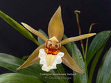 Coelogyne lawrenceana – Rare, Fragrant!