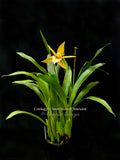 Coelogyne lawrenceana – Rare, Fragrant!