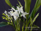 Coelogyne ochracea variety alba – Rare Species –Jasmin Fragrance - Orchid Design