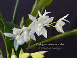 Coelogyne ochracea variety alba – Rare Species –Jasmin Fragrance - Orchid Design
