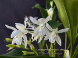 Coelogyne ochracea variety alba – Rare Species –Jasmin Fragrance - Orchid Design