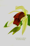 Coelogyne usitana – The "Bird in Flight" Orchid – Rare Species - Orchid Design