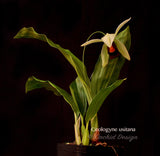 Coelogyne usitana – The "Bird in Flight" Orchid – Rare Species - Orchid Design