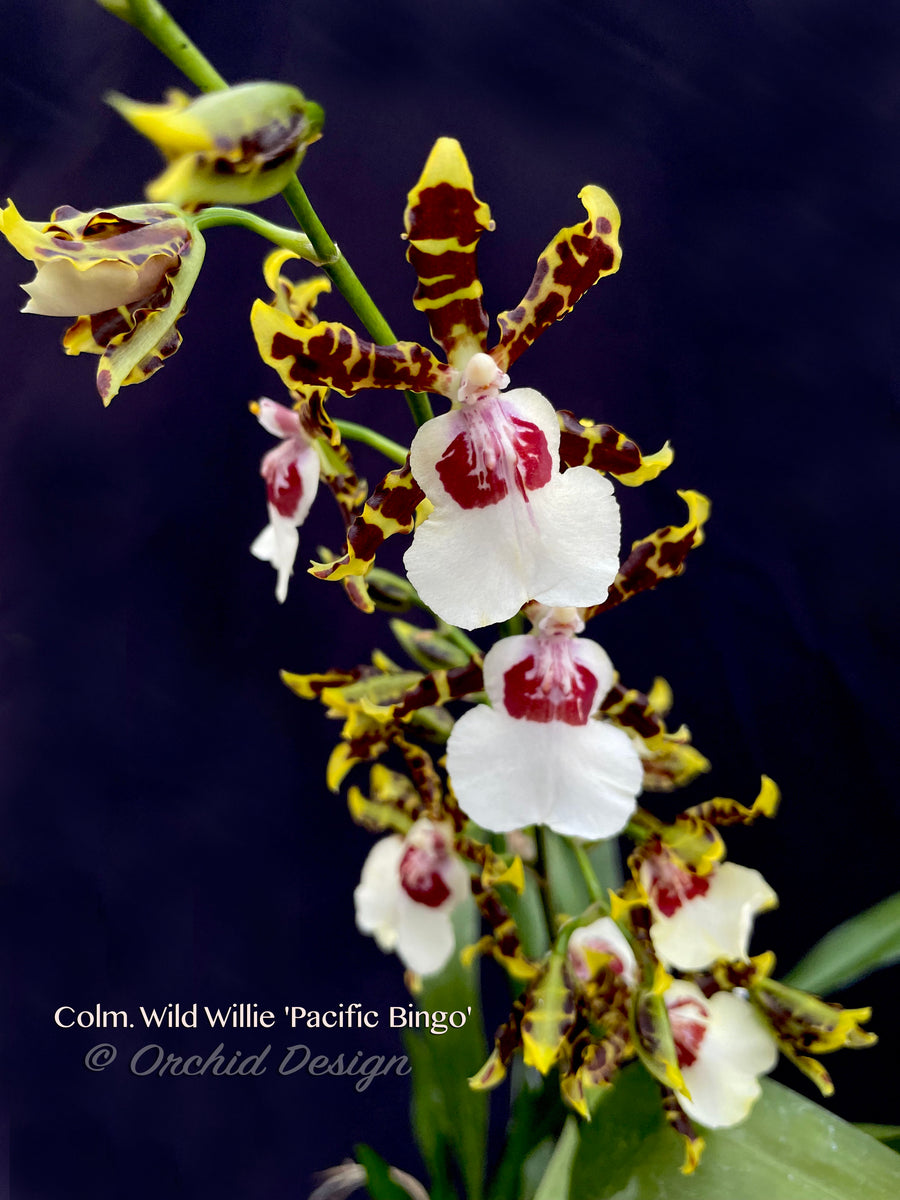 Odontocidium Wild Willie 'Pacific Bingo' – Unusual, Fragrant