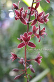 Cymbidium Alcor 'Embers' HCC/AOS, B/CSA Pendant, vanilla fragrance!