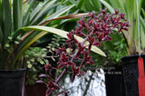 Cymbidium Alcor 'Embers' HCC/AOS, B/CSA Pendant, vanilla fragrance!