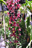 Cymbidium Alcor 'Embers' HCC/AOS, B/CSA Pendant, vanilla fragrance!