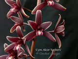 Cymbidium Alcor 'Embers' HCC/AOS, B/CSA Pendant, vanilla fragrance!