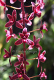 Cymbidium Alcor 'Embers' HCC/AOS, B/CSA Pendant, vanilla fragrance!