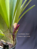 Cymbidium Alcor 'Embers' HCC/AOS, B/CSA Pendant, vanilla fragrance!