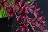 Cymbidium Australian Midnight 'Tinonee' HCC/AOS - Orchid Design