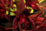 Cymbidium Australian Midnight 'Tinonee' HCC/AOS - Orchid Design