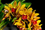 Pendulous Cymbidium Avant Garde 'Geyserland' - Orchid Design