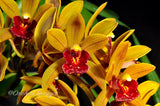 Pendulous Cymbidium Avant Garde 'Geyserland' - Orchid Design