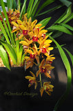 Pendulous Cymbidium Avant Garde 'Geyserland' - Orchid Design