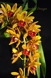 Pendulous Cymbidium Avant Garde 'Geyserland' - Orchid Design