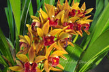 Pendulous Cymbidium Avant Garde 'Geyserland' - Orchid Design