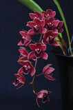 Pendulous Cym. Bermagui 'Cappuccino' HCC/AOS, B/CSA - Orchid Design