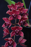 Pendulous Cym. Bermagui 'Cappuccino' HCC/AOS, B/CSA - Orchid Design