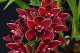 Pendulous Cym. Bermagui 'Cappuccino' HCC/AOS, B/CSA - Orchid Design