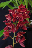 Pendulous Cym. Bermagui 'Cappuccino' HCC/AOS, B/CSA - Orchid Design