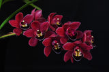 Cymbidium Black Silk 'Dreamer' - Orchid Design