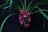 Cymbidium Black Silk 'Dreamer' - Orchid Design