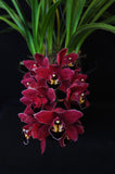 Cymbidium Black Silk 'Dreamer' - Orchid Design