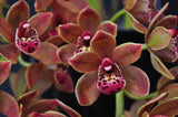 Cymbidium Doctor Len 'Dusty Imp' AM/AOS – Pendulous - Orchid Design