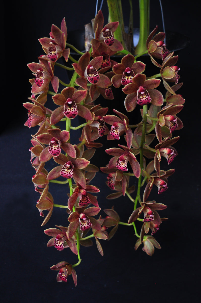 Cymbidium Doctor Len 'Dusty Imp' AM/AOS – Pendulous – Orchid Design