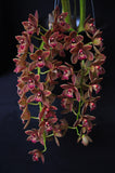 Cymbidium Doctor Len 'Dusty Imp' AM/AOS – Pendulous - Orchid Design
