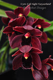 Cymbidium Cali Night 'Geyserland' HCC/AOS - Orchid Design