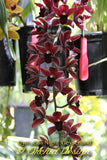 Cymbidium Cali Night 'Geyserland' HCC/AOS - Orchid Design