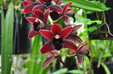 Cymbidium Cali Night 'Geyserland' HCC/AOS - Orchid Design