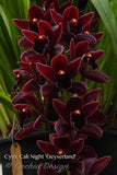 Cymbidium Cali Night 'Geyserland' HCC/AOS - Orchid Design