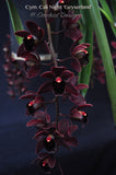 Cymbidium Cali Night 'Geyserland' HCC/AOS - Orchid Design