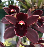 Cymbidium Cali Night 'Geyserland' HCC/AOS - Orchid Design